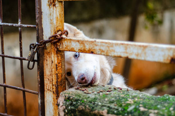 A female Husky dog enjoying her meal inside a cage. With focused determination, she devours her food, her vibrant energy evident even within the confined space.