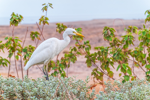 White cattle egret wild bird, also known as Bubulcus ibis, is standing on the top of wicker umbrella at the beach