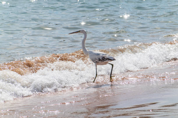 The herons walk elegantly along the Caribbean shore and then fly over the sea