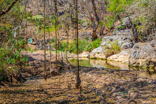 Lianas y plantas trepadoras en un pantano, agua estancada en palmillas Guerrero