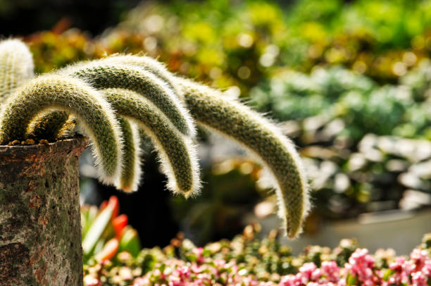 istock The close-up of succulent plants 2049529602