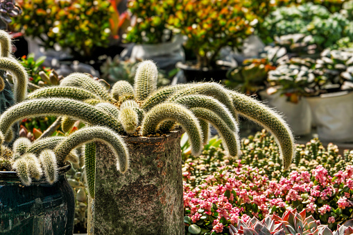 The close-up of succulent plants in sunlight
