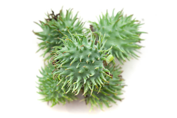 istock Castor fruits (Ricinus communis). Isolated on a white background. 2049536876