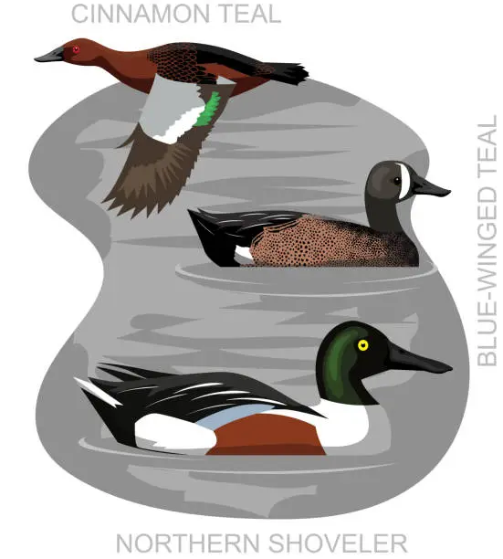 Vector illustration of Duck Teal Shoveler Set Cartoon Vector