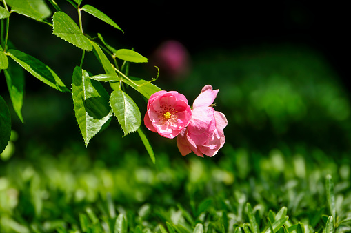 Waterlogged and rotting pink roses after persistent rain.