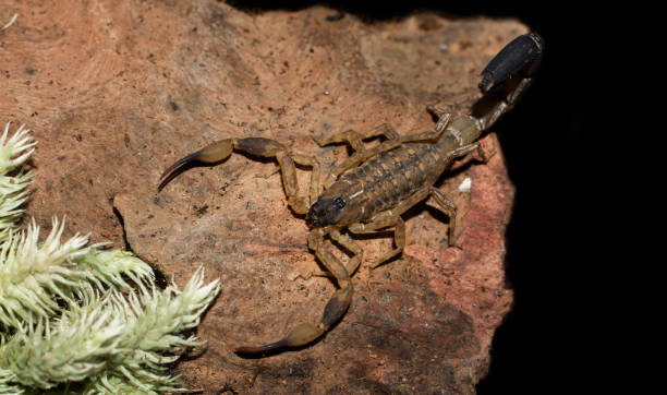 istock Scorpion on wooden 2049567404