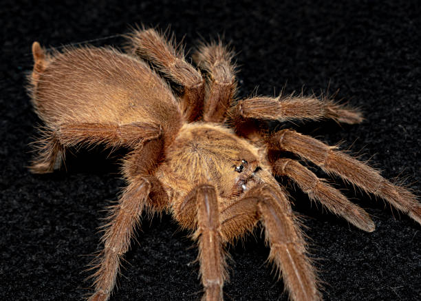 istock Close up brown tarantula on dark background 2049573753