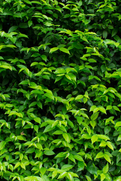 istock Green bush texture, Leaves wall background 2049577469