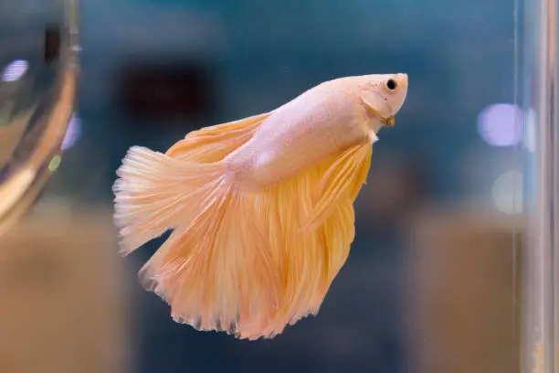 "Siamese fighting fish" Orange betta fish.