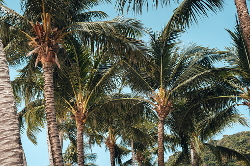 Coconut trees and daytime sky on the island