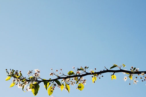 Flowering branch resembling little fireworks stretches along the entire bottom of the frame against a light blue sky.