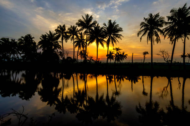 sunset reflection of coconut trees in the river
