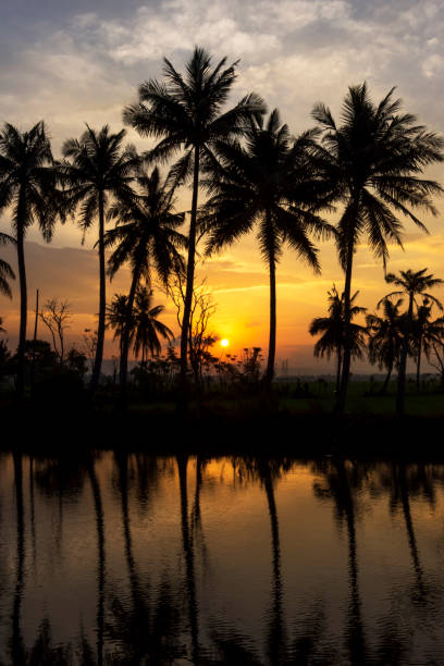 istock sunset reflection of coconut trees in the river 2049651290