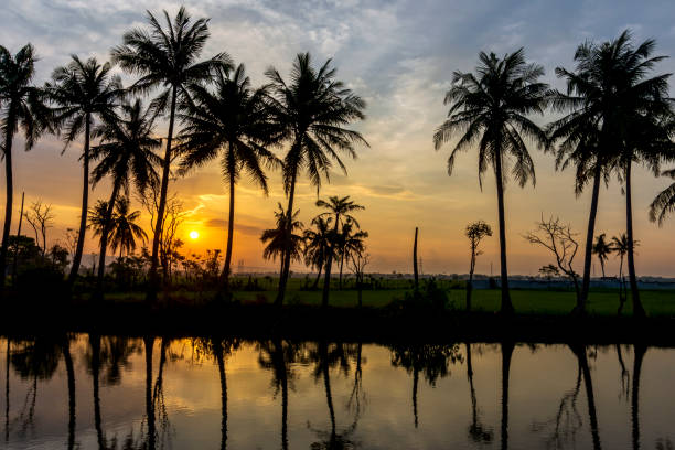 sunset reflection of coconut trees in the river