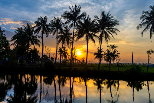 sunset reflection of coconut trees in the river