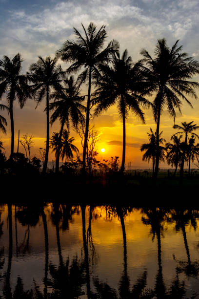 istock sunset reflection of coconut trees in the river 2049651297
