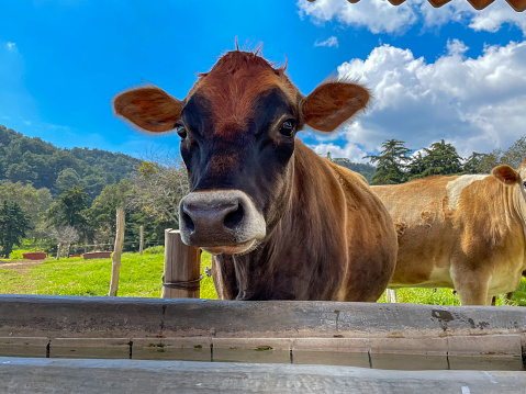 Vaca pacífica disfrutando del pasto verde en la granja cielo despejado