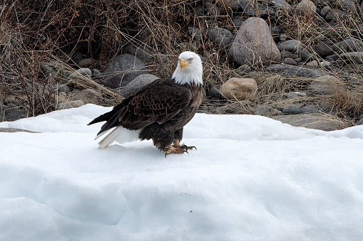 Bald Eagle on snow beside the Yellowstone River in Montana in western USA of North America.