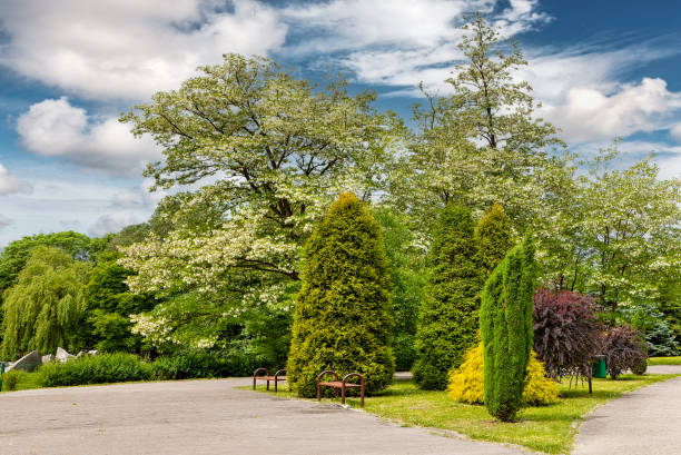 istock Green park with blooming chestnuts 2049702827