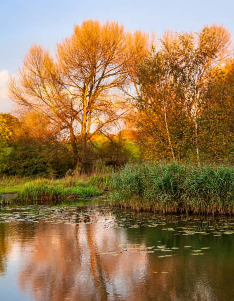 istock Reflections of trees on the calm lake 2049705438