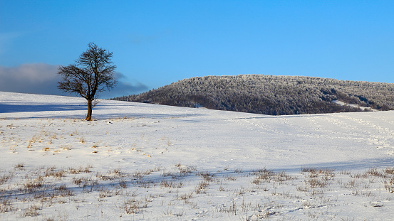 Tree on snowy hill winter landscape