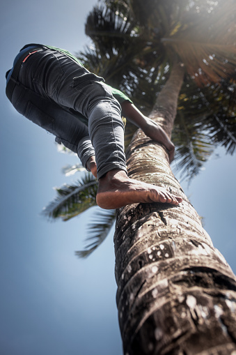 a young African man climbs a palm tree