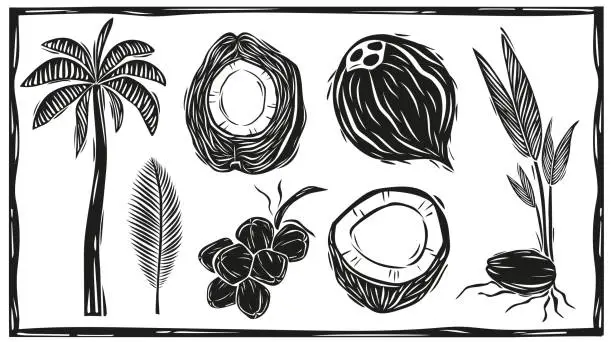 Vector illustration of Hand drawn sketch of vector coconut with palm leaf. Woodcut style of Brazilian cordel. Vector illustration