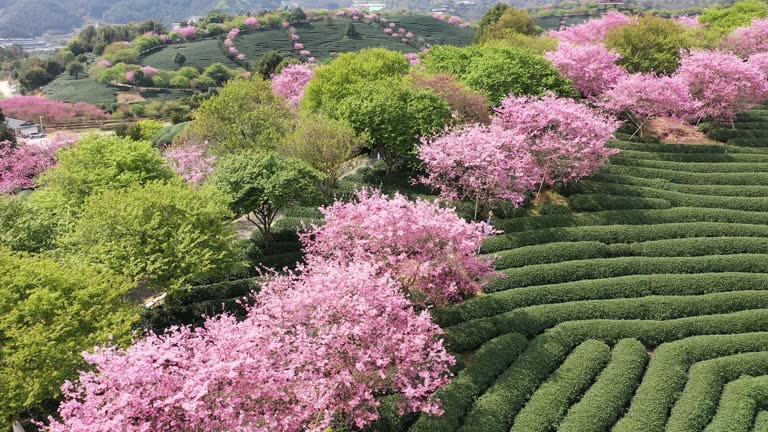 Beautiful cherry blossoms in spring