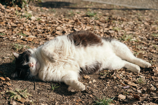 Image of a black and white cat lying on fallen leaves
