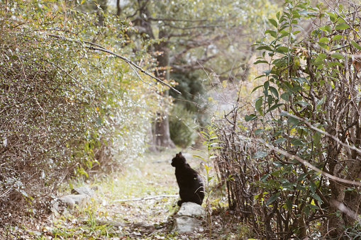 Image of forest path and black cat