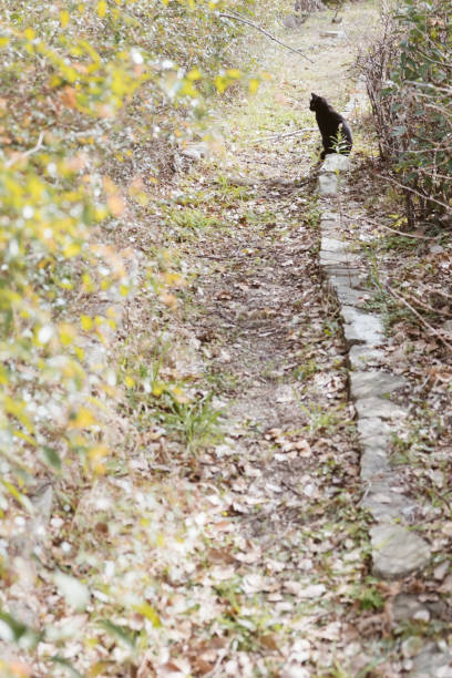 istock Image of forest path and black cat 2049750554