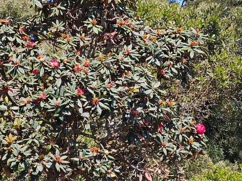 Rhododendron arboreum, the tree rhododendron, is an evergreen shrub or small tree with a showy display of bright red flowers. It is found in Bhutan, China, India, Myanmar, Nepal, Sri Lanka, Pakistan and Thailand. It is the national flower of Nepal.