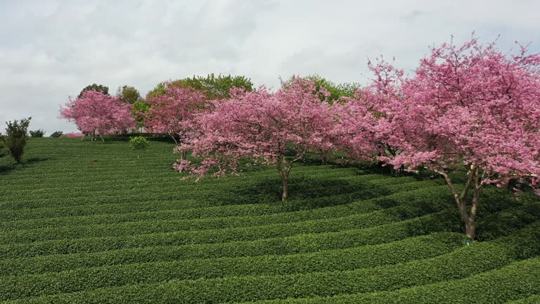 People watch beautiful cherry blossoms in the park in spring