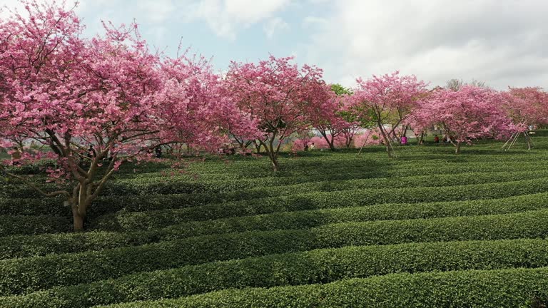 People watch beautiful cherry blossoms in the park in spring