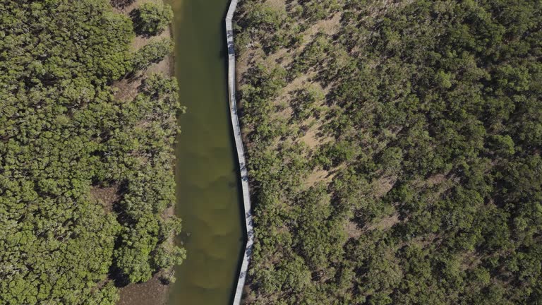 Eco and wheelchair friendly timber boardwalk along the Bellinger River and mangrove wetlands. High drone view