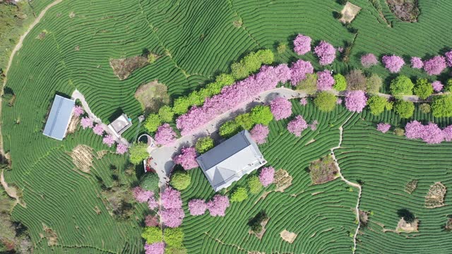High angle aerial view of tea plantation terraces and beautiful cherry blossoms