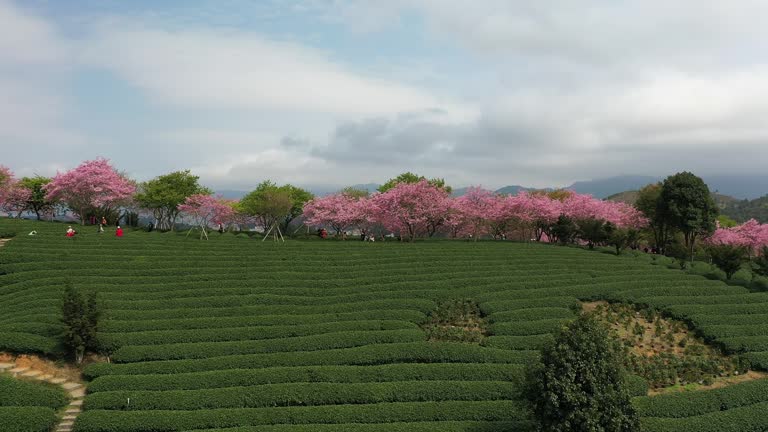 People watch beautiful cherry blossoms in the park in spring