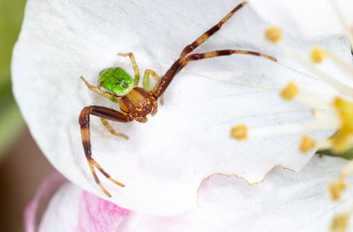Spider on a white flower. Macro.