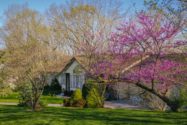 Traditional Midwestern house in spring with blooming redbud tree in foreground