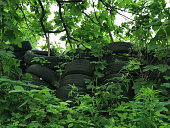 old pneu tires in the nature