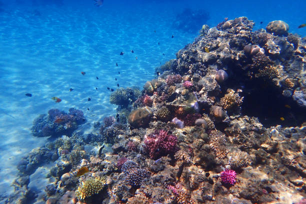 istock coral reef in the Red Sea 2049822491