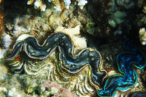 Giant Clam from the Red Sea Egypt
