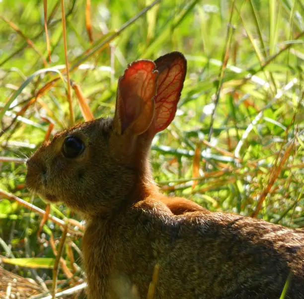 Sunlight perfectly showing the veins in a wild rabbits ears