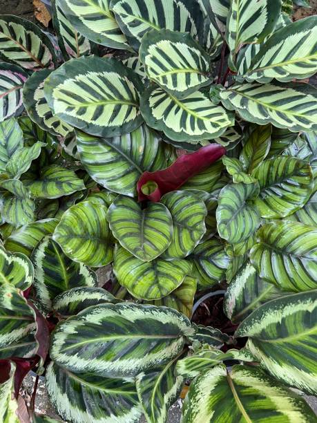 istock Various varieties of Calathea 2049832439
