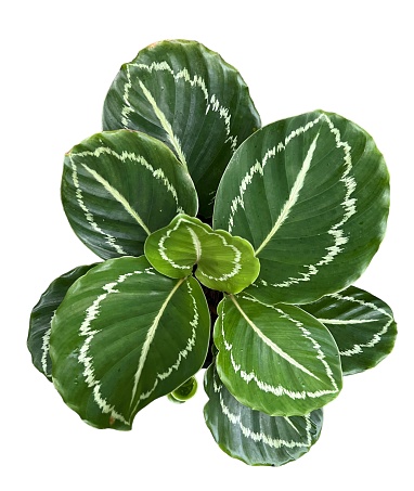 Top view bush of beautiful green leaves of Calathea roseopicta ‘Green lipstick’, isolated on white background