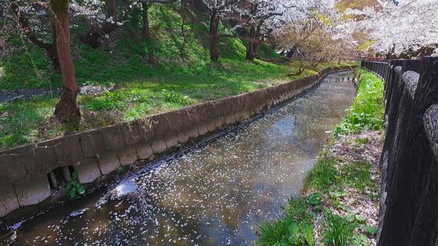 A small canal with cherry blossoms falling into the river.