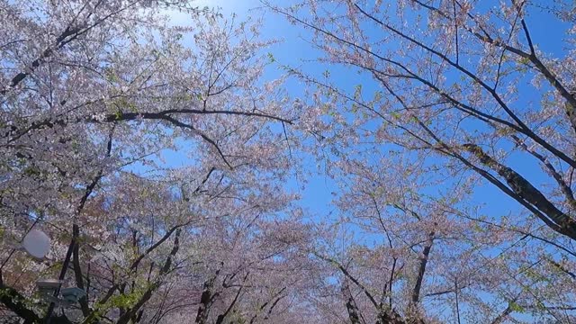 Cherry blossom walkway in Hirosaki Park in Hirosaki city of Japan.