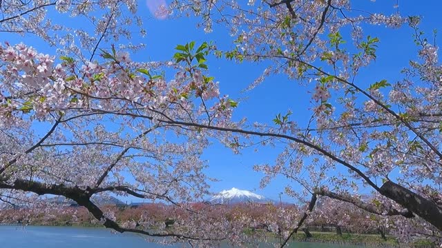Cherry blossom walkway in Hirosaki Park and beautiful views of Mount Iwaki in spring.