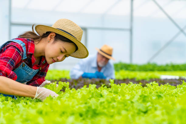 istock Asian farmer working in hydroponic system vegetable garden. 2049853754