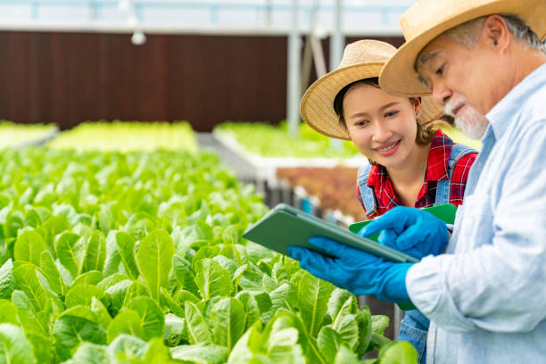 istock Asian farmer working in hydroponic system vegetable garden. 2049854780